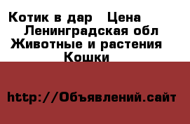 Котик в дар › Цена ­ 100 - Ленинградская обл. Животные и растения » Кошки   